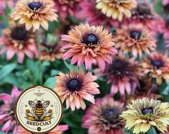 NEW! Caramel Mix Rudbeckia Seeds, Copper, Raspberry, Autumn Tones, Rudbeckia Hirta, RU1225