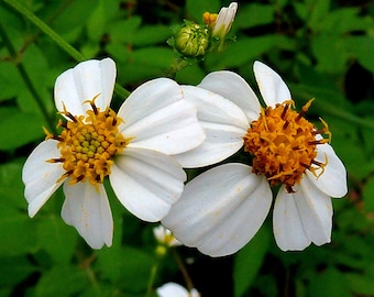 Bidens Alba Seeds, Spanish Needles, Bidens Pilosa, Medicnal plants BI0125