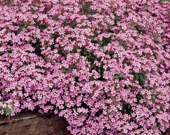 5000 Soapwort, Drought tolerant ground cover seeds, Saponaria Ocymoides SA905M