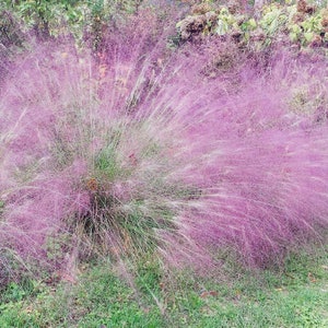 Bulk Purple Love Grass Seeds, Eragrostis Spectabilis ER405C