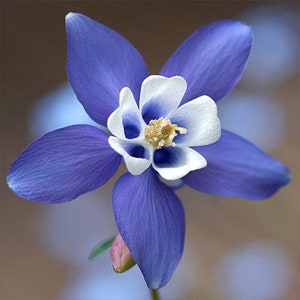 May include: A single blue and white columbine flower with five petals. The flower has a white center with blue accents.