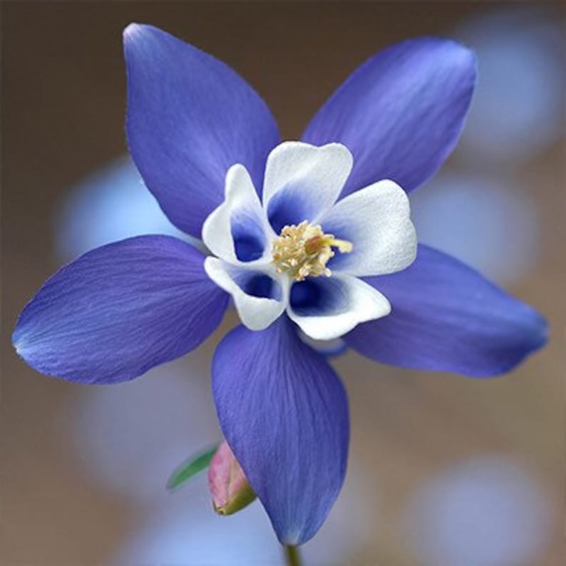 May include: A single blue and white columbine flower with five petals. The flower has a white center with blue accents.