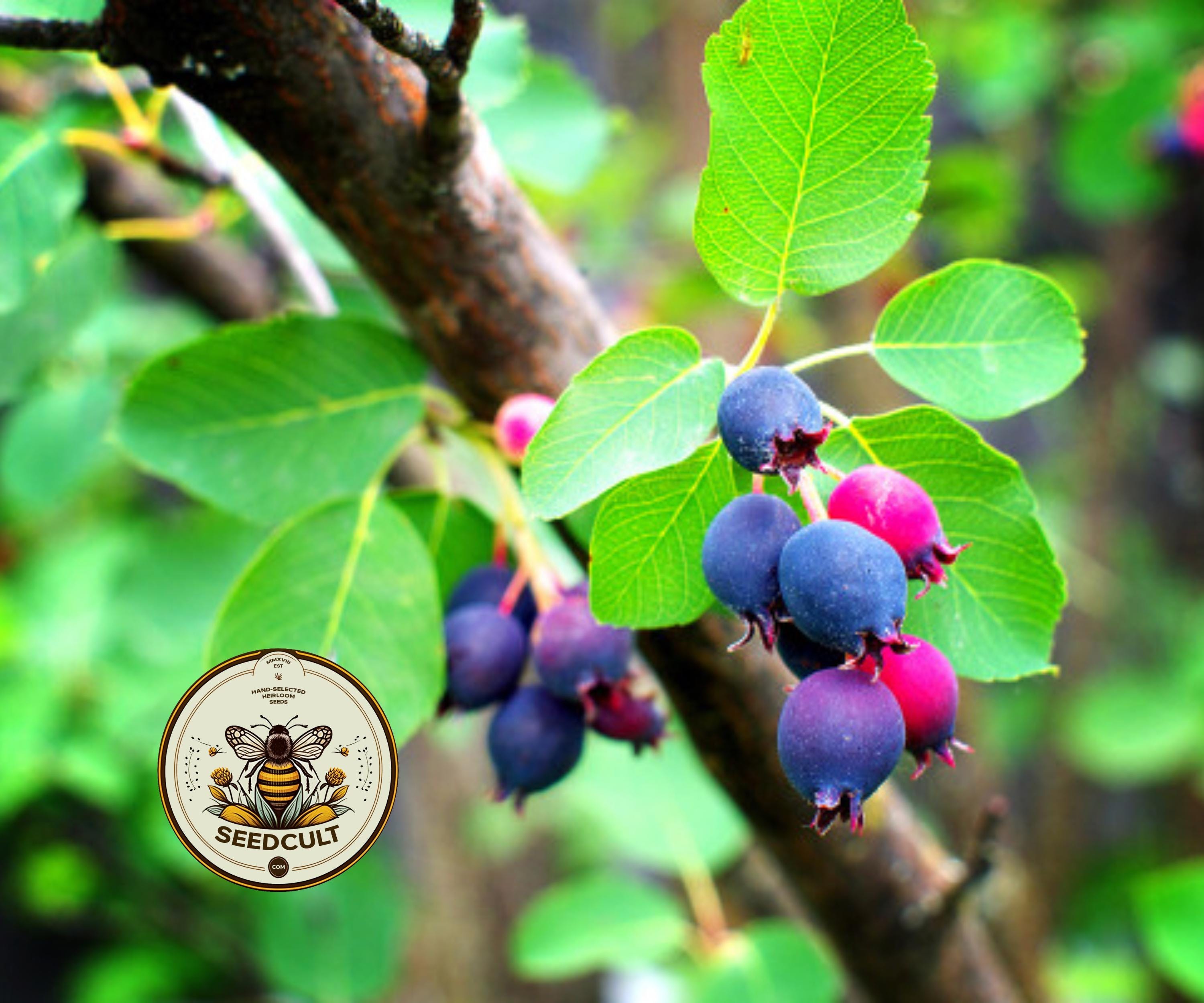 NEW! Serviceberry, Saskatoon, Native US Serviceberry, Amelanchier ...