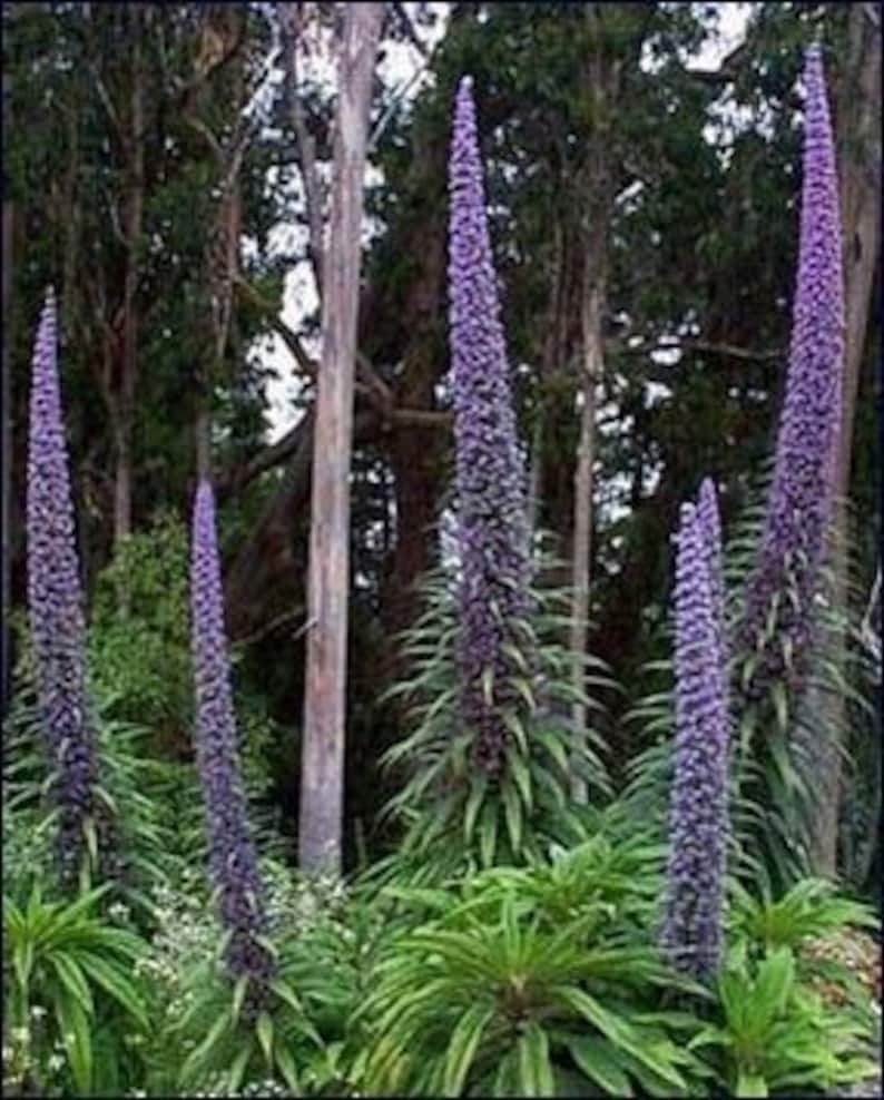 10 Mix Tower of Jewel Seeds Blue Pink White Echium - Etsy