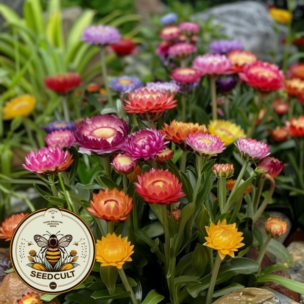 Bulk Monster Rainbow Strawflower Seeds, Tall Double Mix, Xerochrysum bracteatum, Helichrysum Monstrosum Tall Mix XC011C