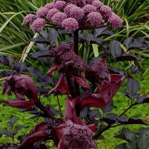 Ebony Holy Ghost, Angelica Seeds, Angelica Sylvestris Ebony AN0210 image 2