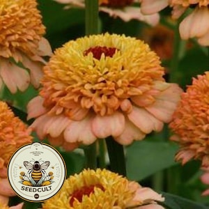 Zinderella Peach Zinnia Seeds,  Zinnia Elegans ZE2910