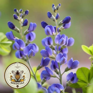 Blue Wild Indigo Seeds, Baptista Australis BP0150
