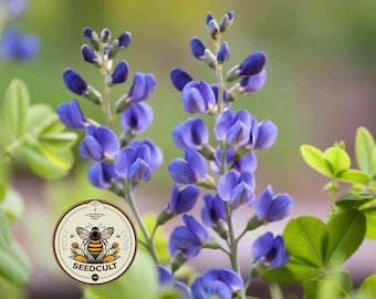 May include: Close-up of vibrant blue flowers with a blurred green background. The flowers are in full bloom, with multiple petals. A circular logo with a bee and the text "SEEDCULT" is in the lower left corner.