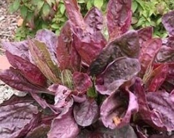 Breitwegerich "Purple Perversion" (Plantago Major) – Samen - Foto 4