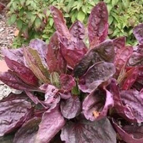 Purple Plantain Seeds, Plantago Major Purpurea, Medicinal plants PL0320