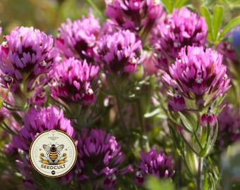 NEW! Purple Owl's Clover Seeds, Native California, Arizona Plants, Castilleja Exserta, CJ041C