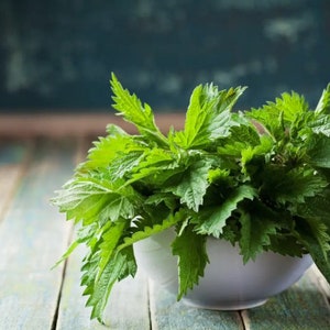 Bulk Stinging Nettle Seeds UR011C