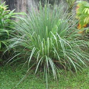 May include: A lush, green lemongrass plant with long, slender leaves. The plant is surrounded by green grass and other foliage, with a concrete wall and banana tree in the background. The leaves have a slight curve and a vibrant green color.