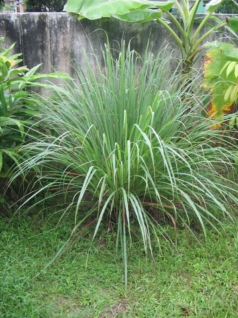 May include: A lush, green lemongrass plant with long, slender leaves. The plant is surrounded by green grass and other foliage, with a concrete wall and banana tree in the background. The leaves have a slight curve and a vibrant green color.