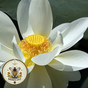 White Sacred Lotus Bonsai Seeds, Nelumbo Nucifera, For growing in Pond or Water Bowl NE8206