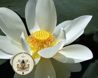 NEW! White Sacred Lotus Bonsai Seeds, Nelumbo Nucifera, For growing in Pond or Water Bowl NE8206