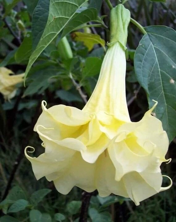10 semillas de flores de trompeta amarilla del diablo Datura - Etsy México 10 semillas de flores de trompeta amarilla del diablo Datura - Etsy México