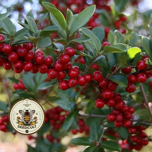 May include: A close-up shot of a branch with clusters of vibrant red berries and green leaves. The background is blurred, suggesting an outdoor environment. A circular logo with a bee and the text "SEEDCULT" is visible.