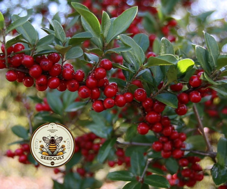 May include: A close-up shot of a branch with clusters of vibrant red berries and green leaves. The background is blurred, suggesting an outdoor environment. A circular logo with a bee and the text "SEEDCULT" is visible.