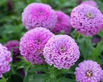 50 Lavender Giant Zinnia Seeds, Largest Giant Zinnias, Zinnia Elegans ZE2550