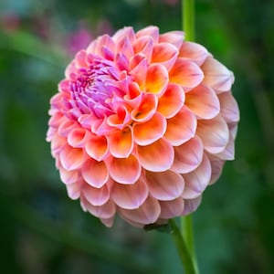 Puede incluir: Primer plano de una flor de dalia con p&eacute;talos en capas. La flor tiene un degradado de colores, incluyendo rosa, naranja y amarillo. La flor est&aacute; en plena floraci&oacute;n y se encuentra sobre un fondo verde borroso.