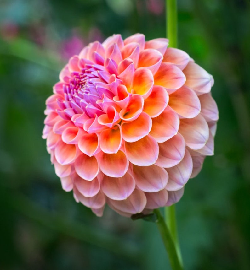 Puede incluir: Primer plano de una flor de dalia con p&eacute;talos en capas. La flor tiene un degradado de colores, incluyendo rosa, naranja y amarillo. La flor est&aacute; en plena floraci&oacute;n y se encuentra sobre un fondo verde borroso.