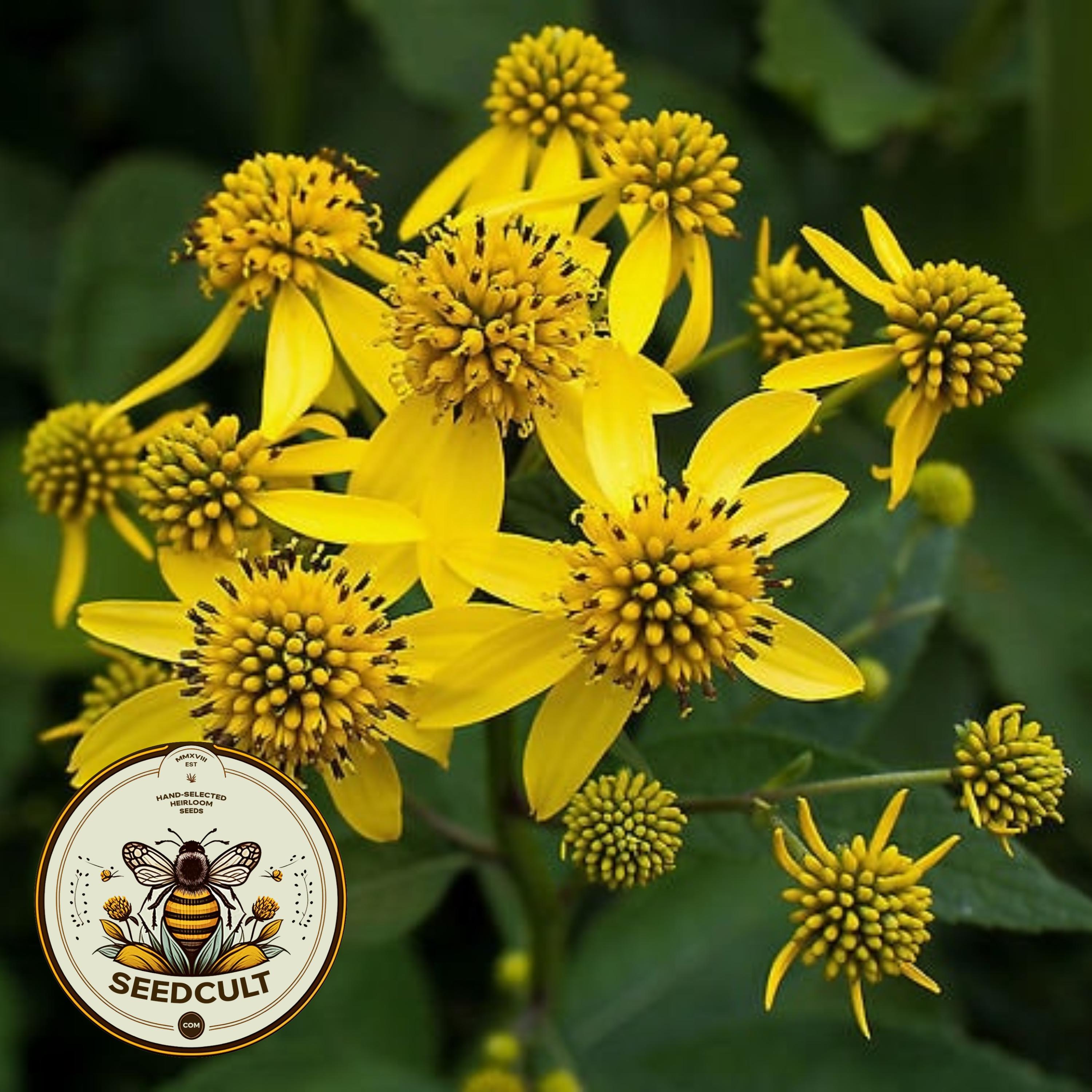 Yellow Wingstem Wingstem Seeds, Native Wildflower, Verbesina Alternifolia VB0125 - Etsy