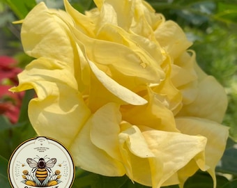 Yellow Devil's Trumpet Flower Seeds, Datura DA0410