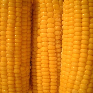 May include: Close-up of several ears of corn, showing the kernels in detail. The corn is yellow and appears to be cooked.