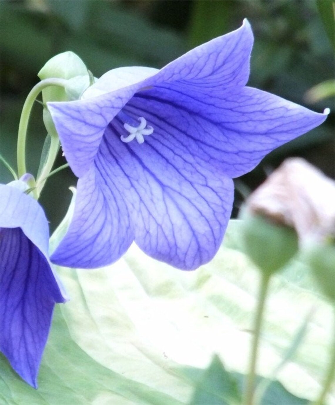 Blue Balloon Flower Seeds Platycodon Grandiflora Etsy