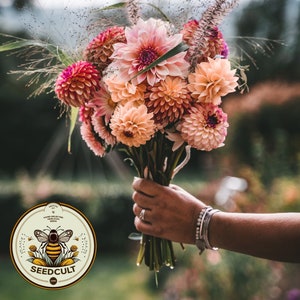 May include: A bouquet of dahlias in shades of pink, peach, and coral, held in a hand. The flowers have a layered petal structure. The bouquet includes greenery and is set against a blurred outdoor background. A Seed Cult logo is in the lower left corner.