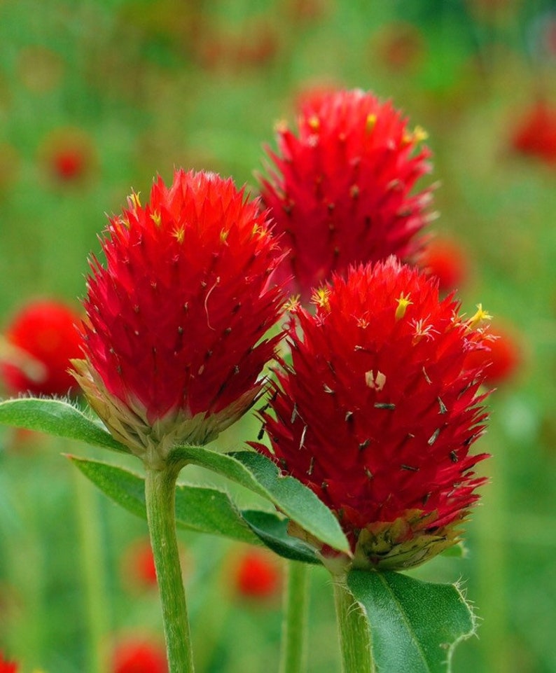 Strawberry Fields Gomphrena Seeds, Globe Amaranth GO0620 image 5