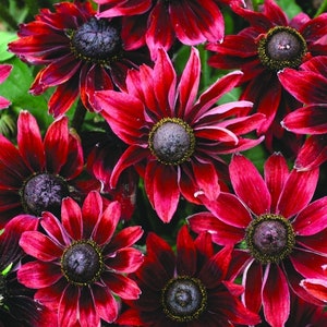 May include: Close-up of a cluster of vibrant red and burgundy Black-Eyed Susan flowers. The petals are a deep red with a gradient to burgundy near the center, surrounding a dark brown central cone. Green foliage provides a backdrop.