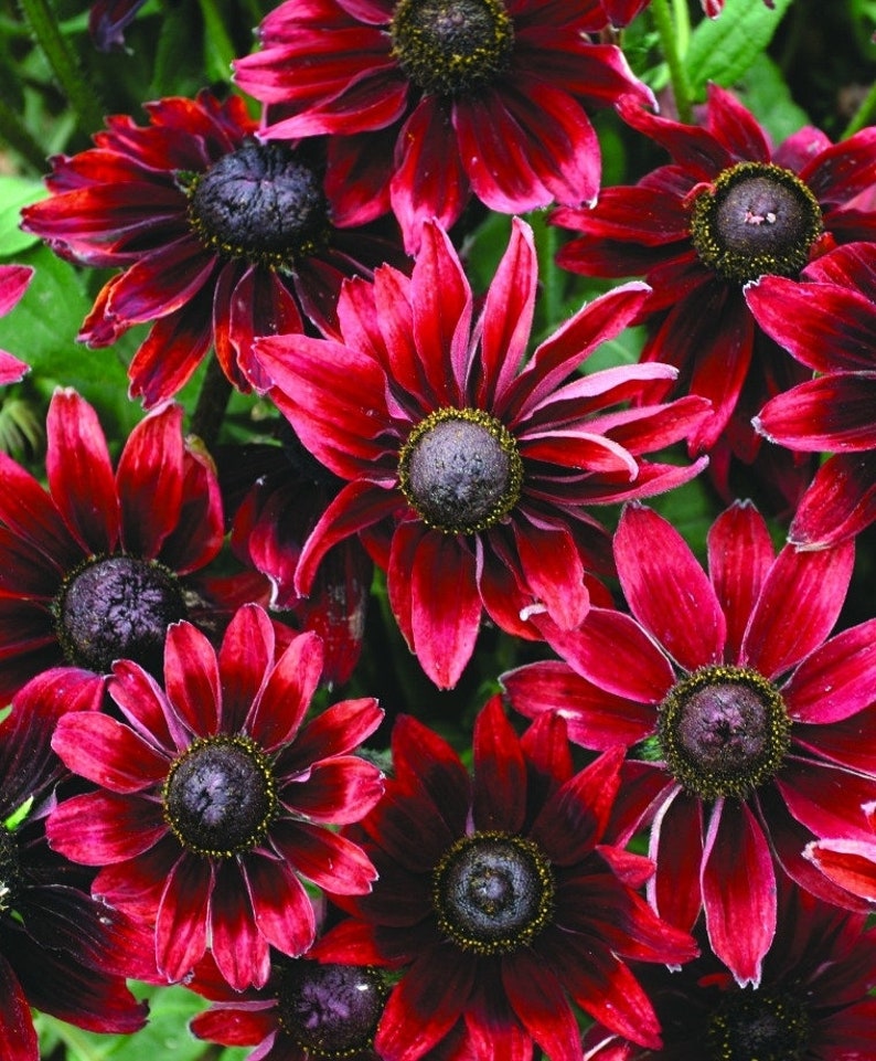 May include: Close-up of a cluster of vibrant red and burgundy Black-Eyed Susan flowers. The petals are a deep red with a gradient to burgundy near the center, surrounding a dark brown central cone. Green foliage provides a backdrop.
