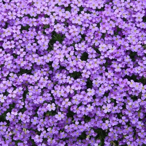 May include: A dense field of small, purple flowers with yellow centers. The flowers are tightly packed together, creating a textured, vibrant display. The image showcases a natural, floral pattern.