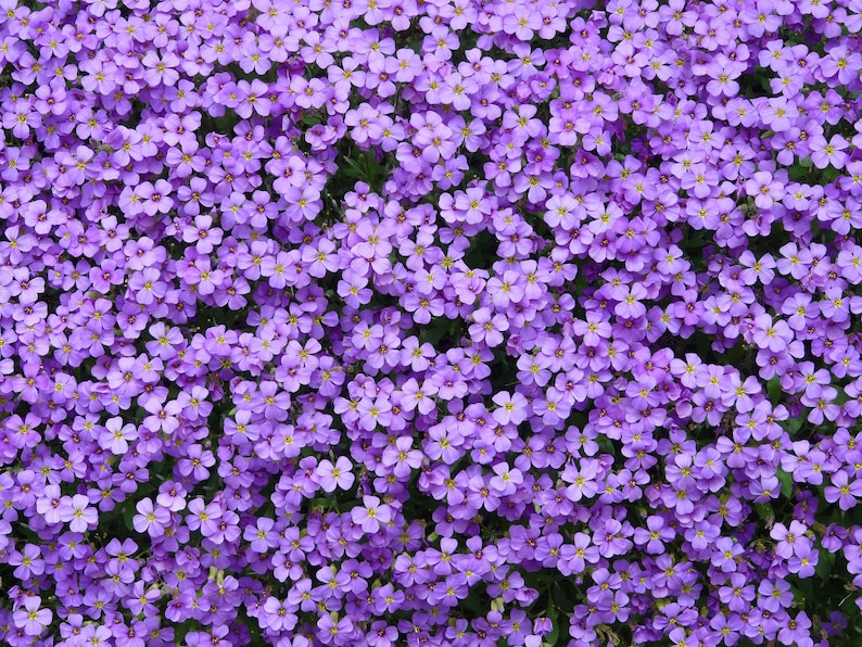 May include: A dense field of small, purple flowers with yellow centers. The flowers are tightly packed together, creating a textured, vibrant display. The image showcases a natural, floral pattern.