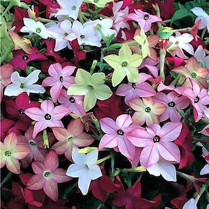 Fragrant Jasmine Tobacco Seeds, Moonlight Flowering Tobacco, Nicotiana Alata NI205C