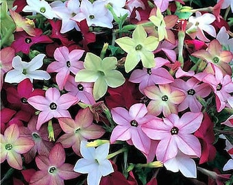 500 Fragrant Jasmine Tobacco Seeds, Moonlight Flowering Tobacco, Nicotiana Alata NI205C