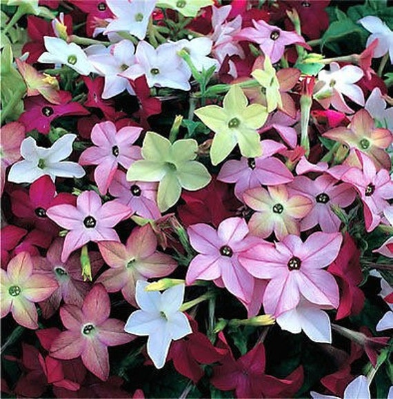 nicotiana jasmine tobacco 500 Fragrant Jasmine Tobacco Seeds, Moonlight Flowering Tobacco, Nicotiana  Alata NI205C