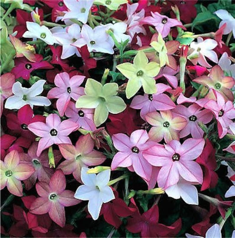 Puede incluir: Una imagen de primer plano de una variedad de flores coloridas. Las flores son rosas, blancas, rojas y verdes. Las flores est&aacute;n en flor y tienen un aspecto delicado.