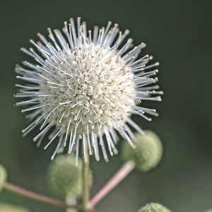 Beneficial US Native! Buttonbush Seeds, Honey bells, Button Willow, Cephalanthus Occidentalis CE9030