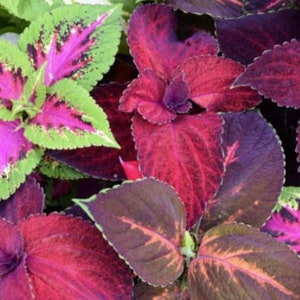 May include: A cluster of coleus leaves featuring vibrant patterns of bright lime green, deep magenta, and dark purple. The foliage displays serrated edges and prominent veins, with some leaves showing a mix of pink and green coloration.