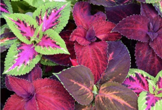 Bulk Rainbow Mix Coleus Seeds, Indoor Shade Plant CC072C