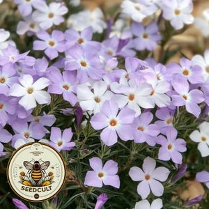 Mountain Phlox Seeds, California Native Plant, Linanthus Grandiflorus, LI605C
