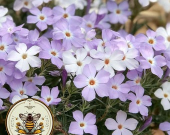 May include: A close-up of a cluster of light purple and white flowers with green leaves. The flowers have five petals and a yellow center. The image includes a logo for Seedcult.