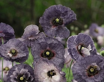 NEW! Amazing Grey Poppy Seeds, Gray Poppies, Papaver Rhoeas PR0250R