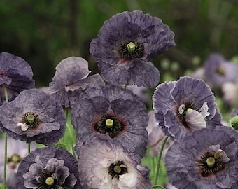 Amazing Grey Poppy Seeds, Gray Poppies, Papaver Rhoeas PR0250R