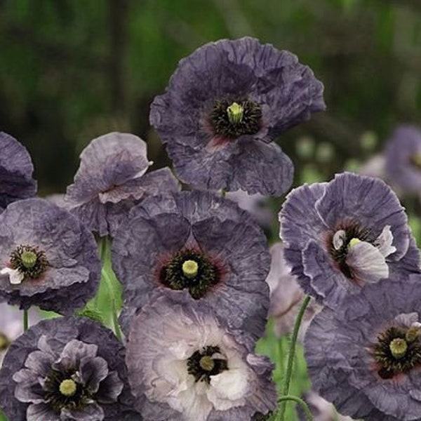 NEW! Amazing Grey Poppy Seeds, Gray Poppies, Papaver Rhoeas PR0250R