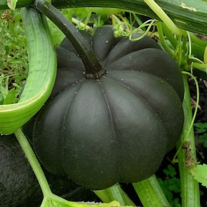 May include: A dark green acorn squash, with a ribbed exterior, sits among green leaves and vines. The squash has a dark stem and is surrounded by other green foliage. The image is a close-up shot of the squash in its natural environment.